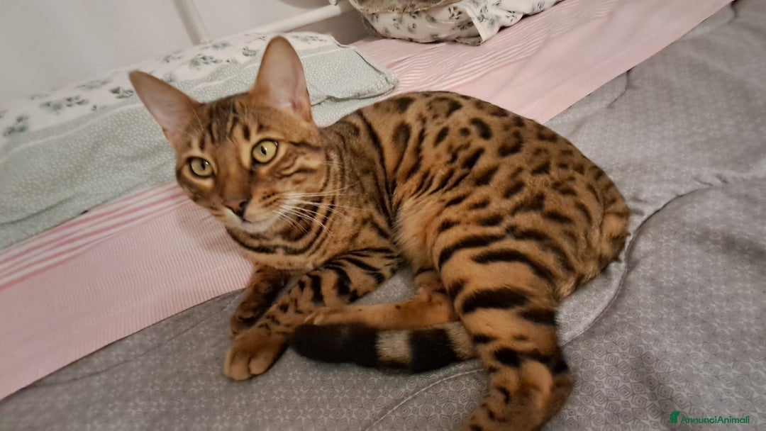 Bengala gatti in vendita: Bengala cucciolo maschio  - Annuncio 4