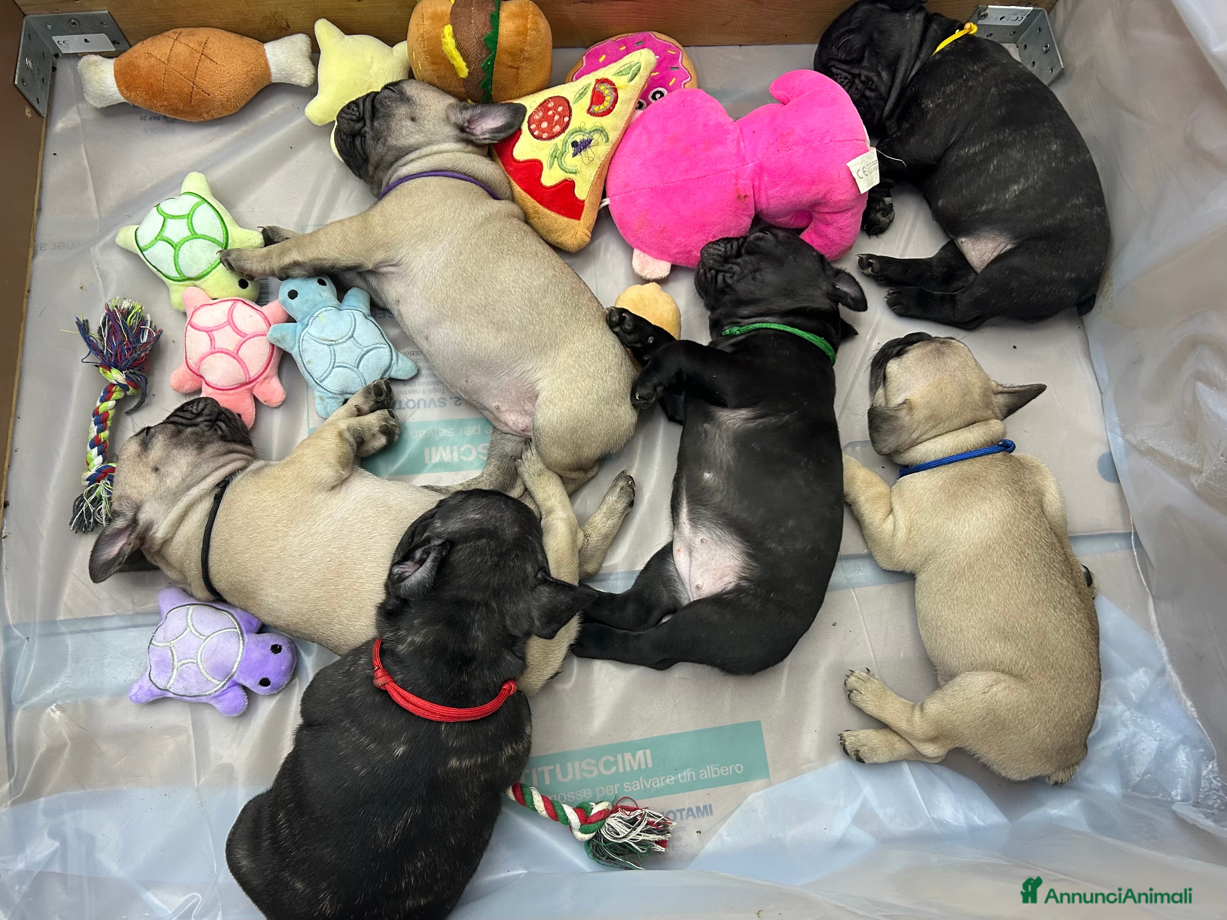 Bulldog Francese cani Cuccioli di bulldog francese ❤️ - Annuncio 5