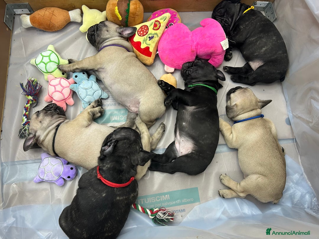Bulldog Francese cani in vendita: Cuccioli di bulldog francese ❤️ - Annuncio 1