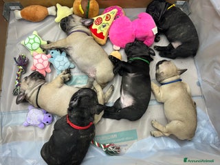 Bulldog Francese cani Cuccioli di bulldog francese ❤️ - Annuncio 9