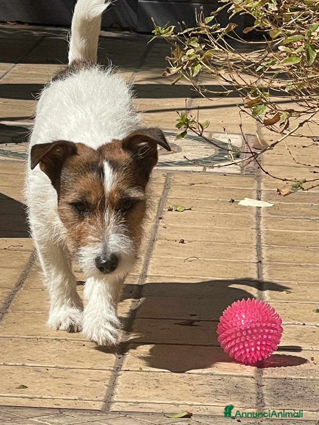 Jack Russell cani per accoppiamento: Sif cerca compagna  - Annuncio 3