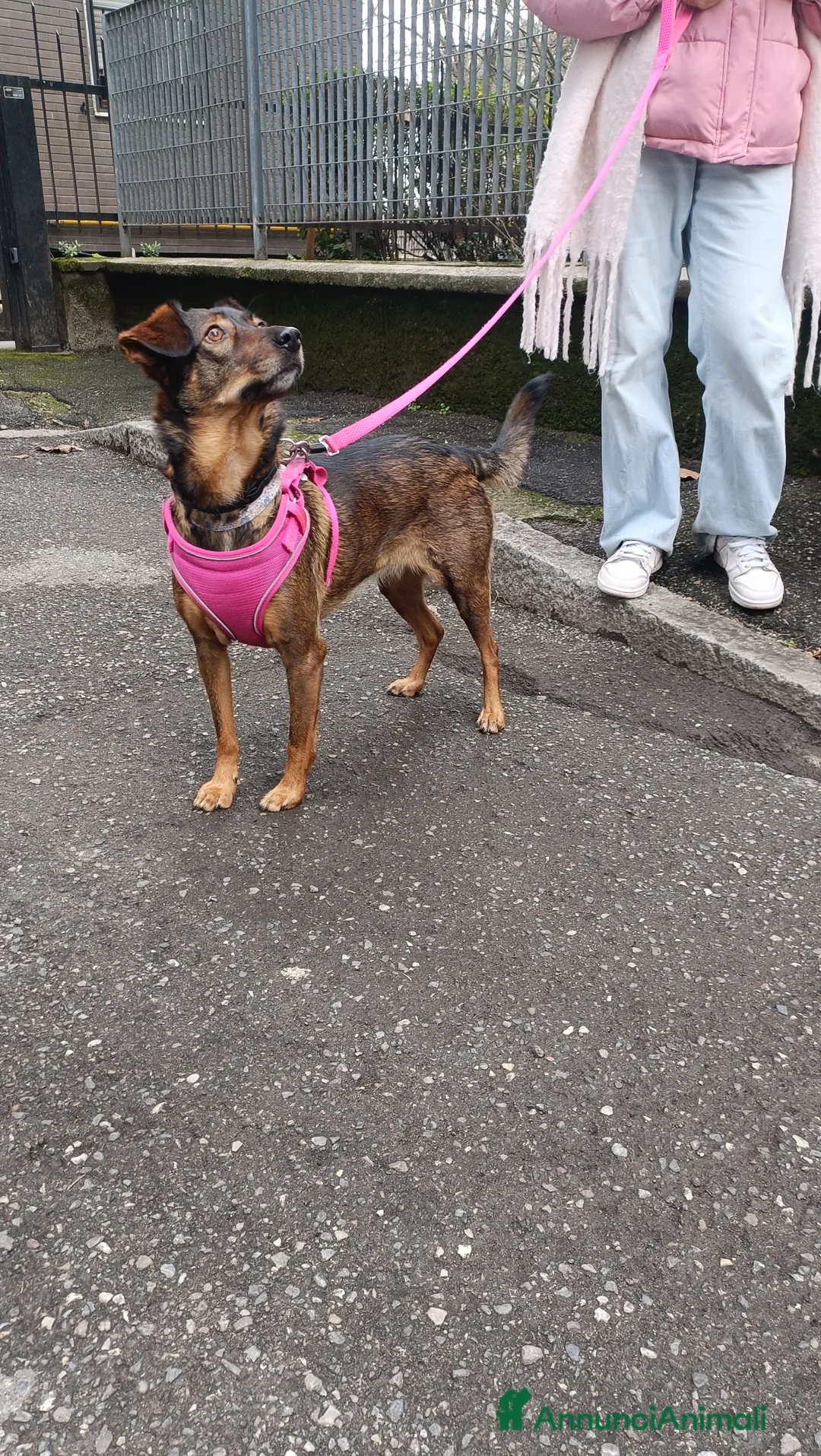 Meticcio cani in regalo: Laika  - Annuncio 1