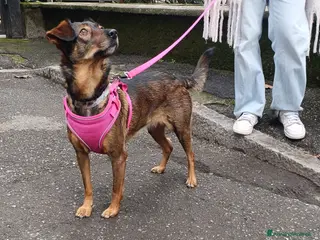 Meticcio cani Laika - Annuncio 1