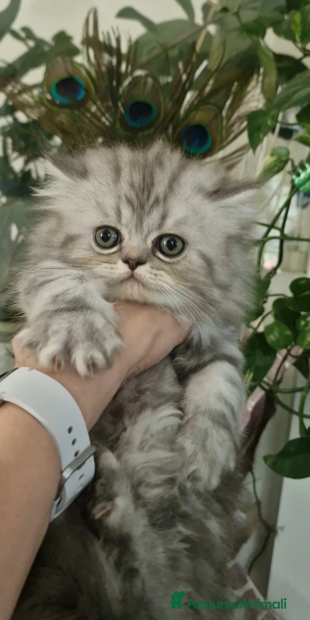 Persiano gatti in vendita: Gattino maschio - Annuncio 14
