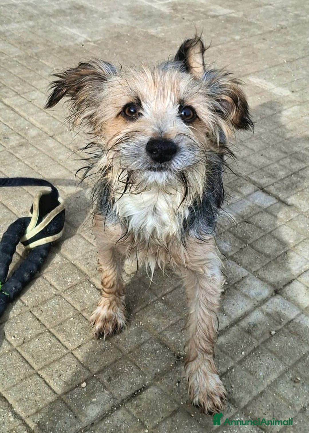 Meticcio cani in regalo: Weeny e Withcy 7 mesi taglia mini - Annuncio 4