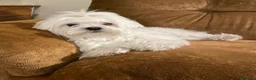 Maltese cani in vendita: MERAVIGLIOSI "PICCOLI" MALTESI a Provincia di Padova - Annuncio 7