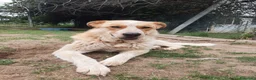 Meticcio cani in regalo: REGALO METICCIO a Provincia di Cuneo - Annuncio 4