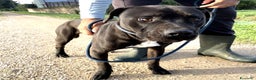 Pitbull cani in regalo: Magico Tyson a Provincia di Latina - Annuncio 4