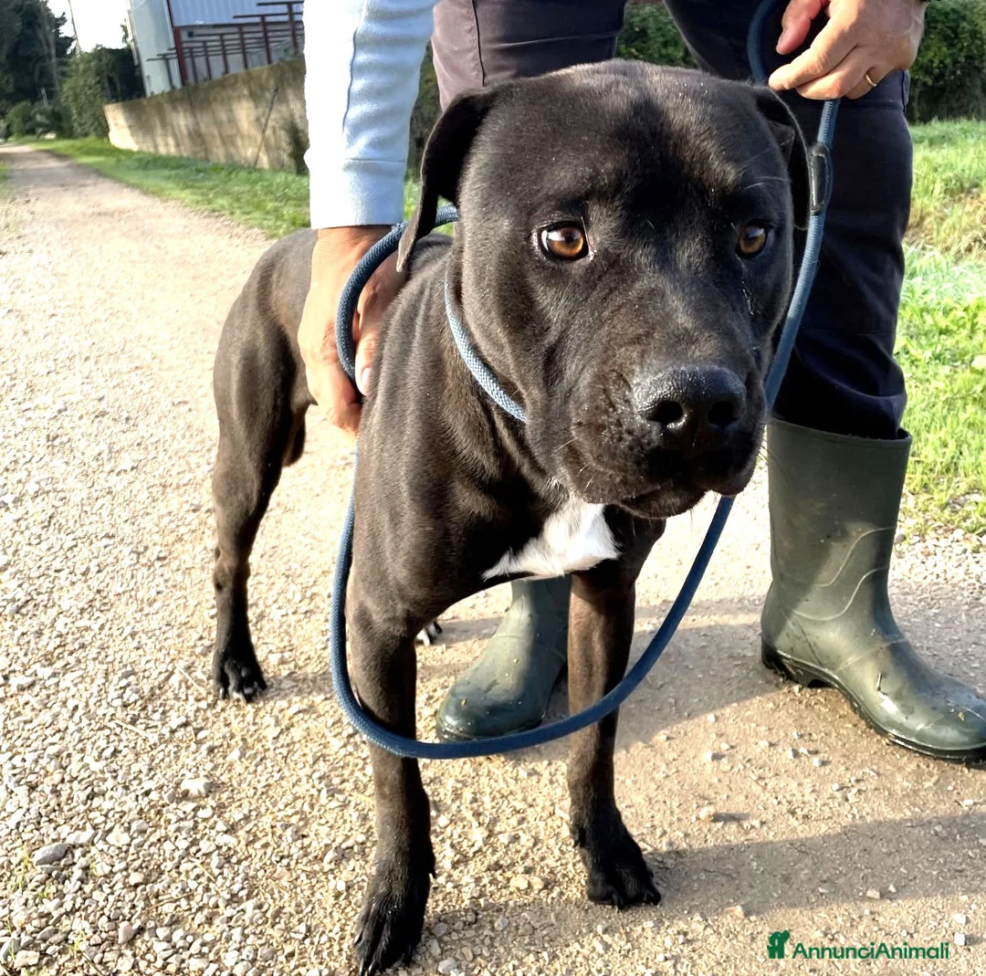 Pitbull cani in regalo: Magico Tyson a Provincia di Latina - Annuncio 4