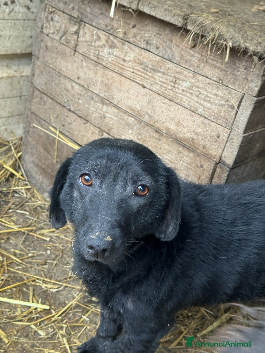 Meticcio cani in regalo: OHANA, scricciolina buonissima. DIMENTICATA. - Annuncio 3