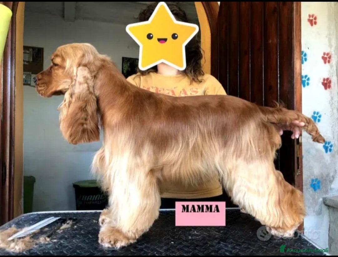 Cocker cani Affido Gratuito – Cagnolina Fulva, Femmina - Annuncio 1