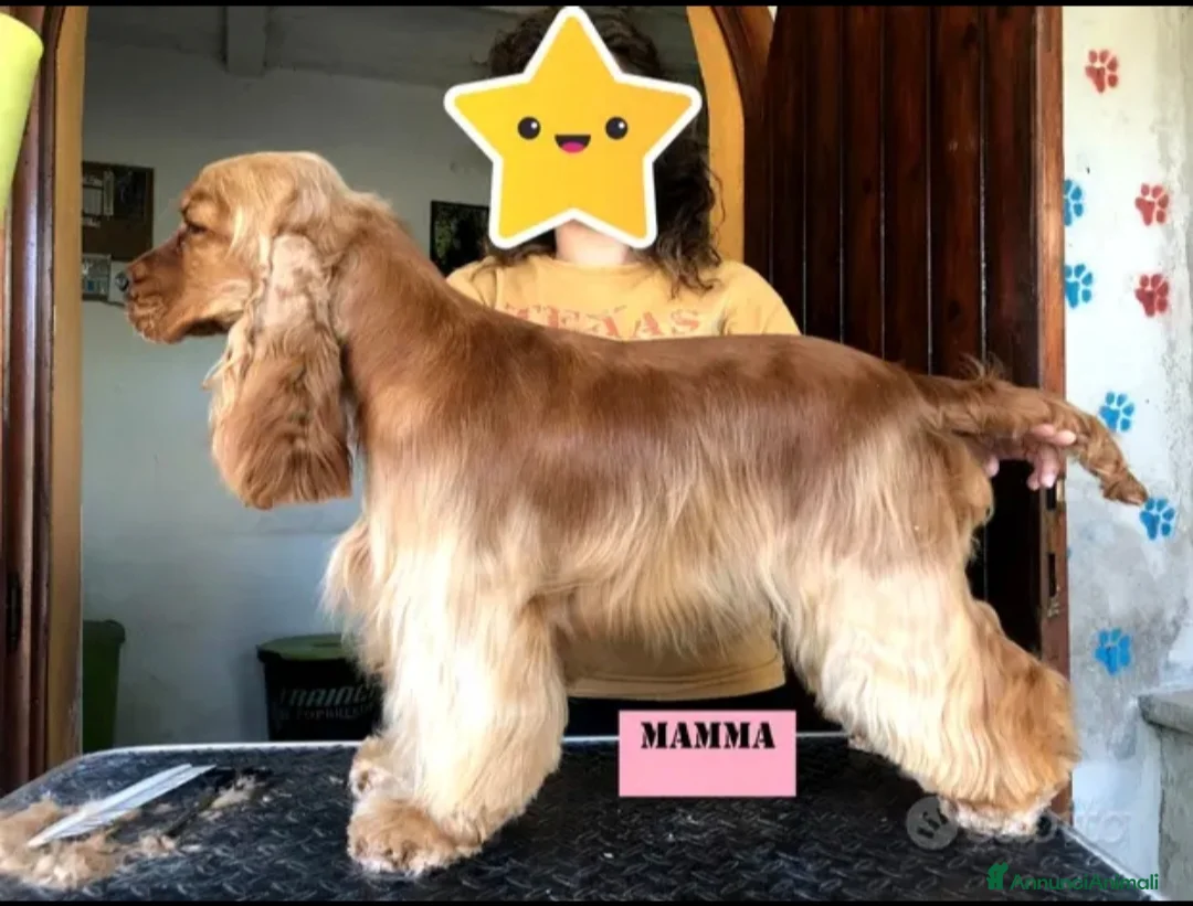 Cocker cani in regalo: Affido Gratuito – Cagnolina Fulva, Femmina - Annuncio 1