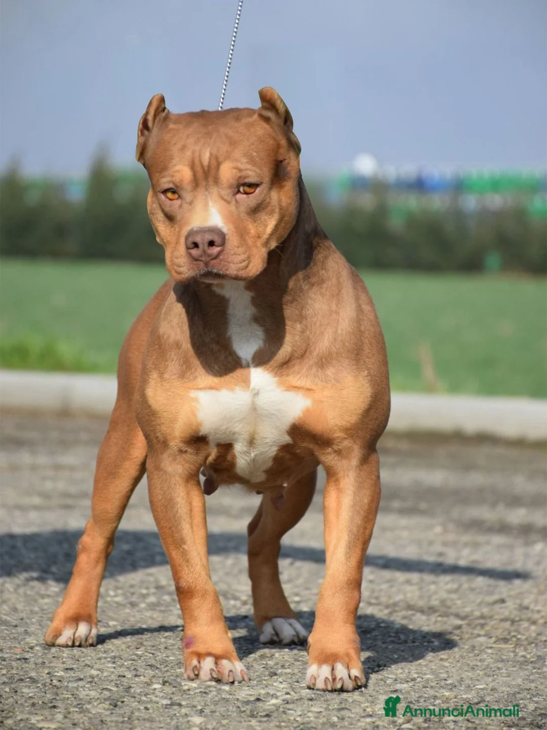 Pitbull cani in vendita: Cuccioli American Pit Bull anche a rate - Annuncio 2