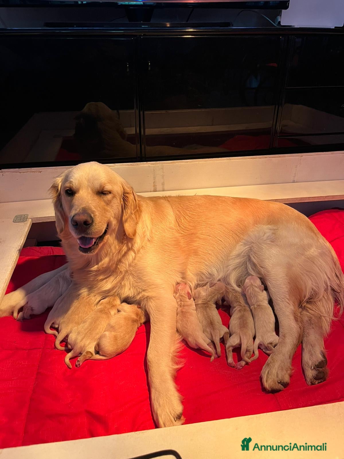 Golden Retriever cani CUCCIOLI DI GOLDEN RETRIEVER CON PEDIGREE - Annuncio 2