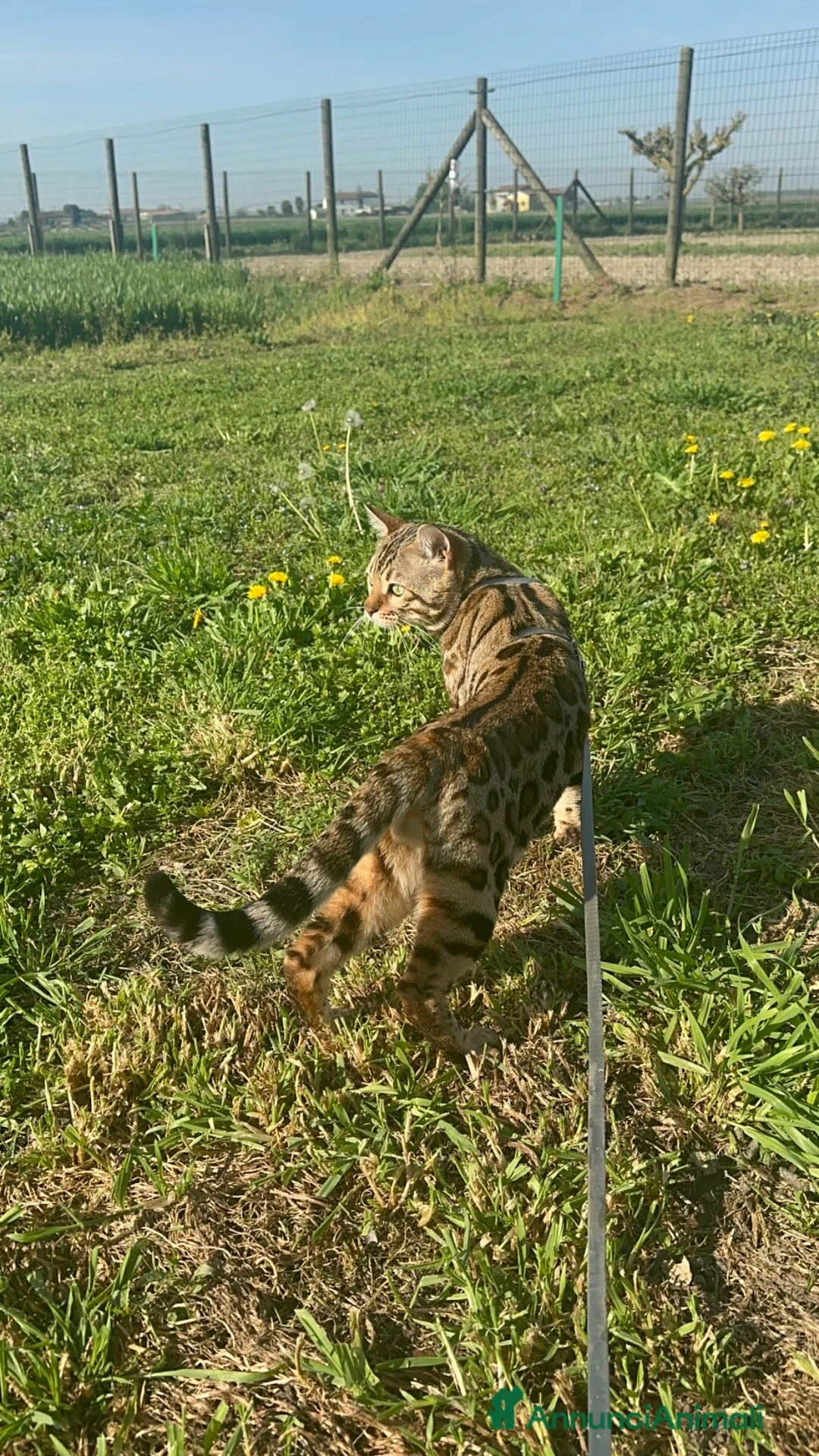 Bengala gatti per accoppiamento: Bengala maschio cerca fidanzata - Annuncio 5