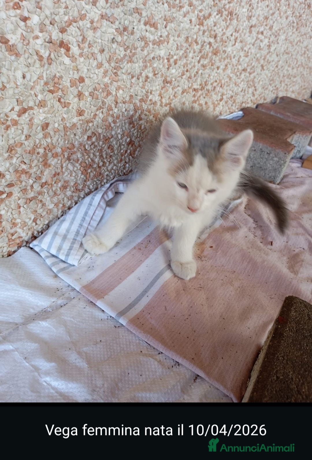Meticcio gatti GATTINI/E  - Annuncio 35