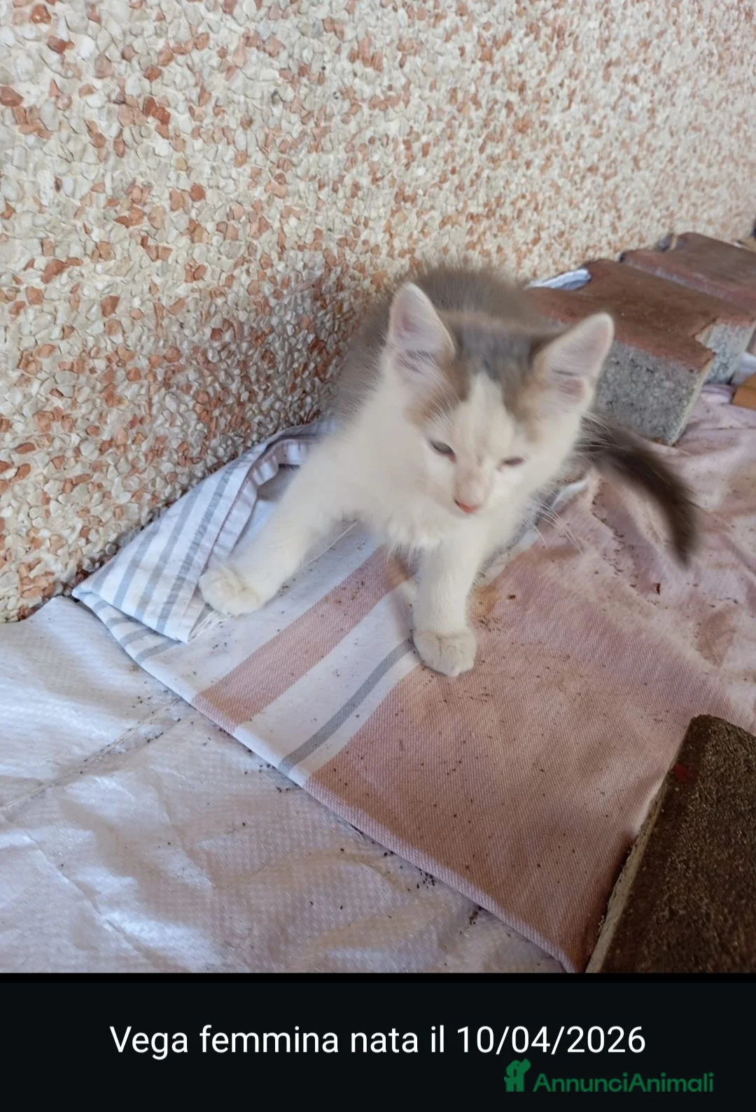 Meticcio gatti in regalo: GATTINI/E  - Annuncio 1