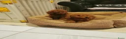 Barboncino Toy cani in vendita: Adorabili cuccioli di barboncino toy - Annuncio 6