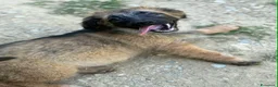 Meticcio cani in regalo: VERA, cucciola tanto DOLCE! Tg MEDIO PICCOLA - Annuncio 3