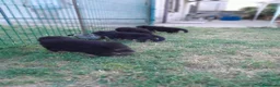 Pastore Tedesco cani in vendita: cuccioli - Annuncio 23