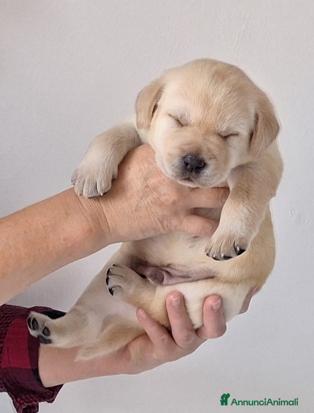 Labrador cani in vendita: cuccioli labrador provincia di Grosseto  - Annuncio 4