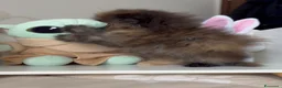 Persiano gatti in vendita: 🌸 Annarita Orietta🌸 - Annuncio 6