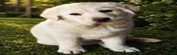 Labrador cani in regalo: Palmina dolcezza e potenza allo stato puro  - Annuncio 6
