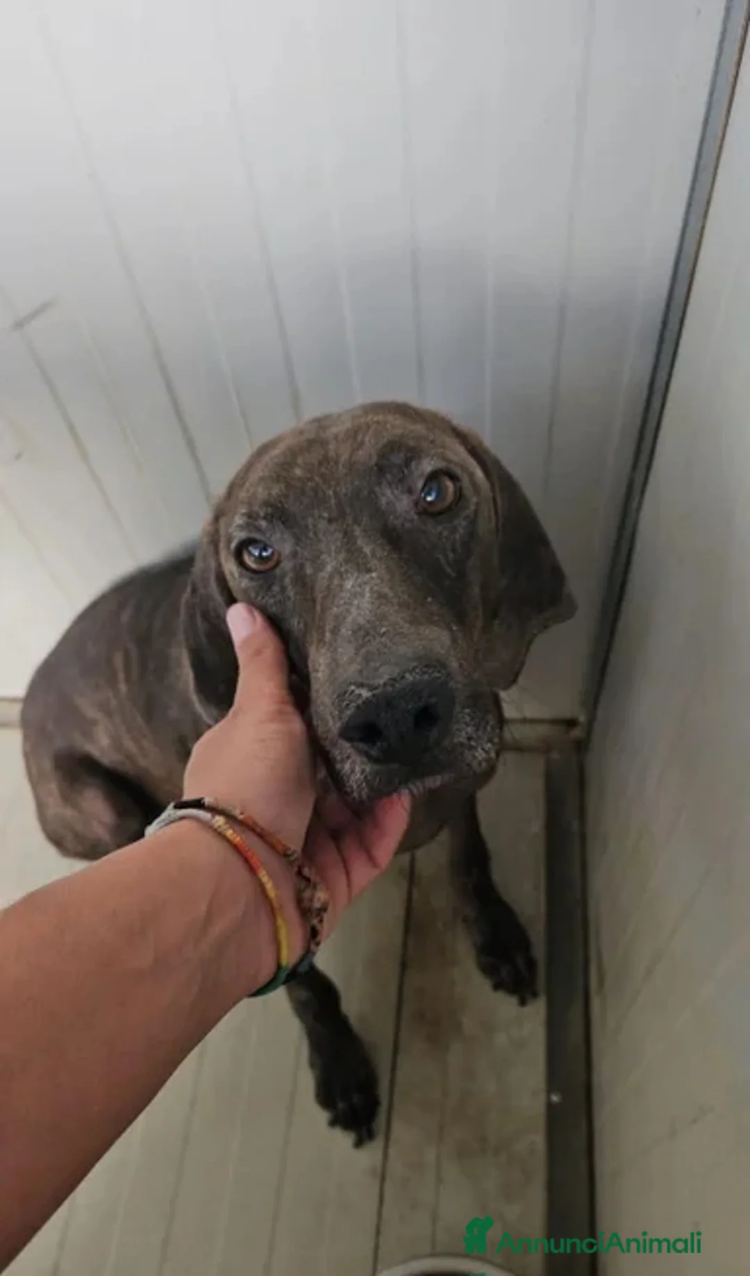 Segugio cani in regalo: Michele: timido segugio dolcissimo con tutti  - Annuncio 10