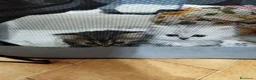 Persiano gatti in vendita: Persiani silver schaded  - Annuncio 1
