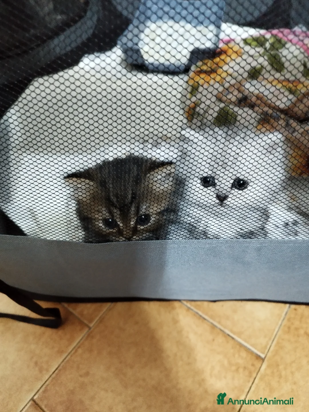 Persiano gatti in vendita: Persiani silver schaded  - Annuncio 1