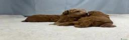 Barboncino Toy cani in vendita: Cuccioli barbone toy - Annuncio 7