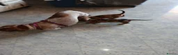 Bassotto cani in vendita: Bassotto arlecchino fulvo - Annuncio 2