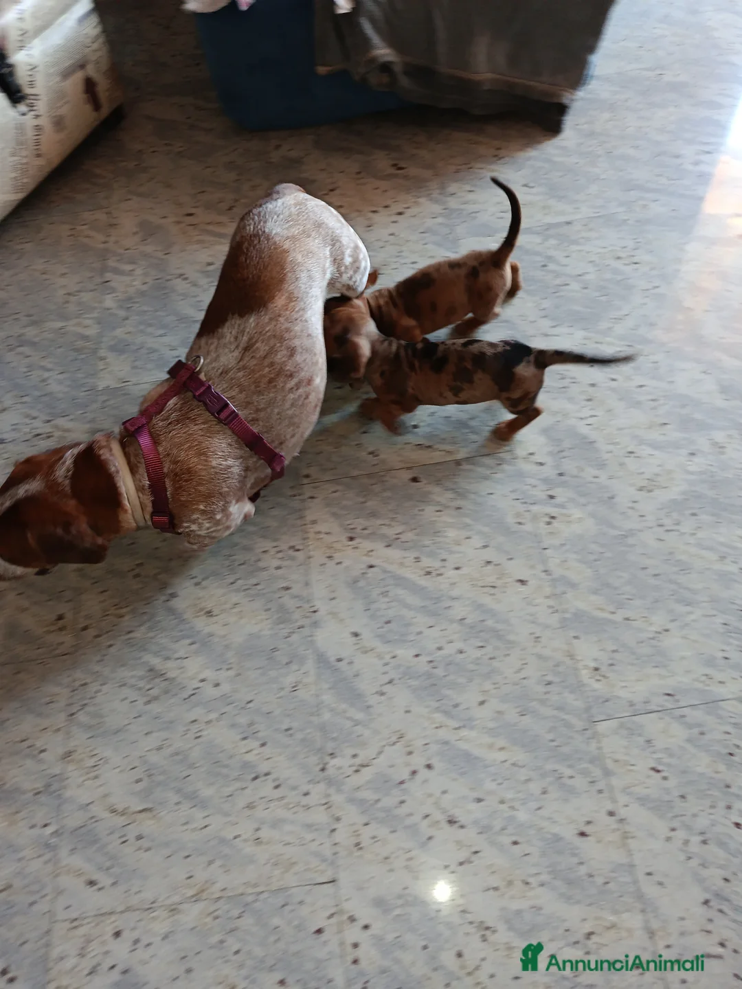 Bassotto cani in vendita: Bassotto arlecchino fulvo - Annuncio 2