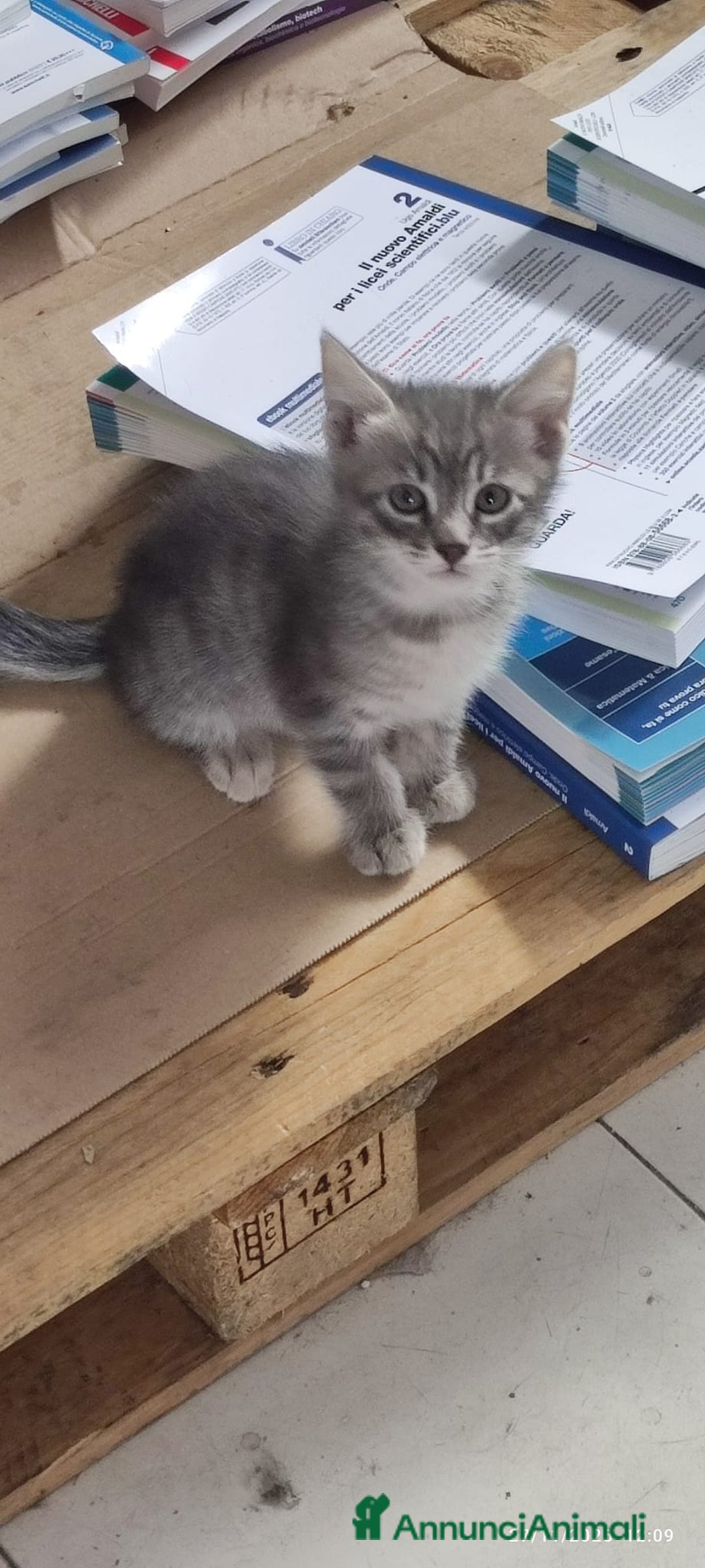 Europeo gatti in regalo: GATTINI CERCANO CASA - Annuncio 9