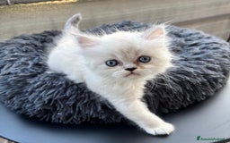 Persiano gatti in vendita: Gattini persiani Chinchilla e Himalayani  a Provincia di Ravenna - Immagine 9