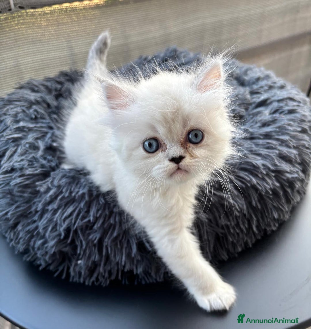 Persiano gatti in vendita: Gattini persiani Chinchilla e Himalayani  a Provincia di Ravenna - Immagine 9