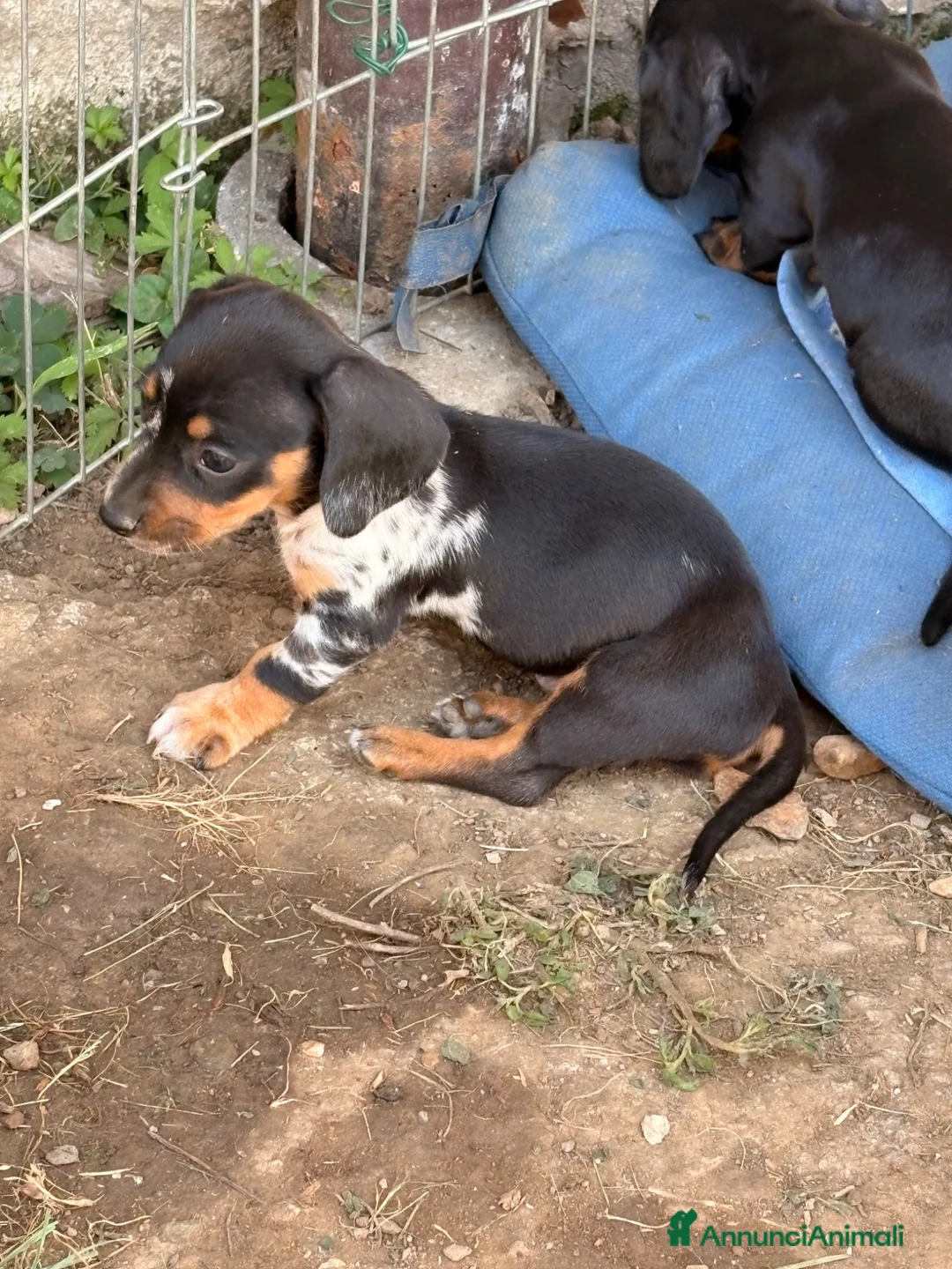 Bassotto cani in vendita: Bassotto - Annuncio 2