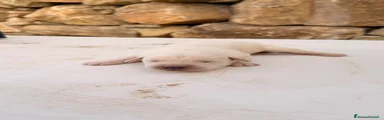 Cucciolo color miele – Maschio (simil Labrador)