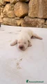 Cucciolo color miele – Maschio (simil Labrador)