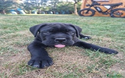Cane Corso cani in vendita: Cuccioli cane corso a Provincia di Verona - Immagine 5