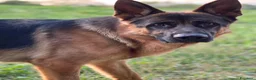 Pastore Tedesco cani in regalo: Do in regalo un bellissimo pastore tedesco  - Annuncio 1