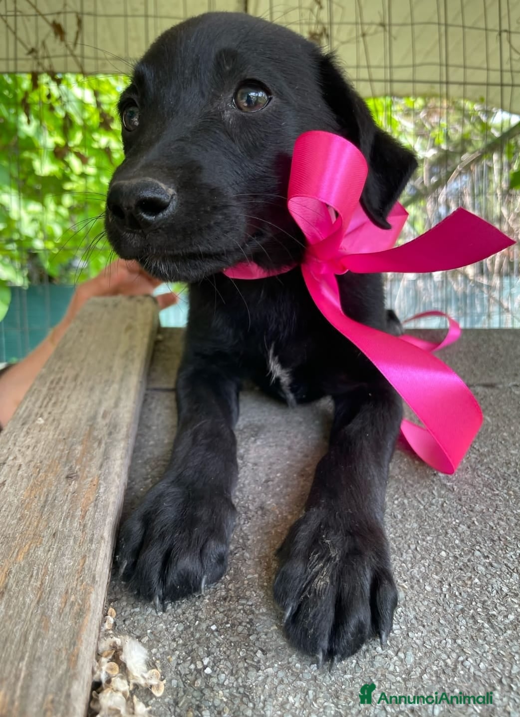 Altre razze cani FIO', dolce cucciola cerca casa a Città metropolitana di Roma Capitale - Annuncio 37