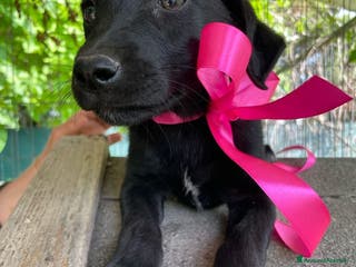 Altre razze cani FIO', dolce cucciola cerca casa a Città metropolitana di Roma Capitale - Annuncio 14