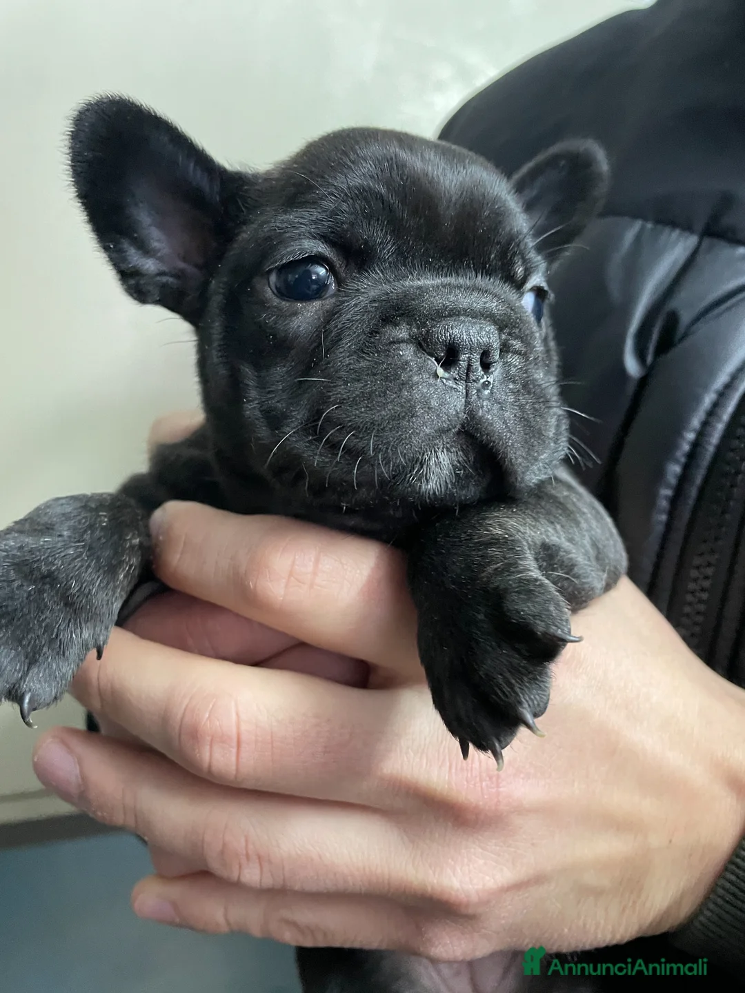 Bulldog Francese cani in vendita: Bulldog francese  a Città Metropolitana di Napoli - Annuncio 2