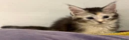Maine Coon gatti in vendita: CUCCIOLE MAINE COON SHADED PREGIATE 3 rate - Annuncio 9