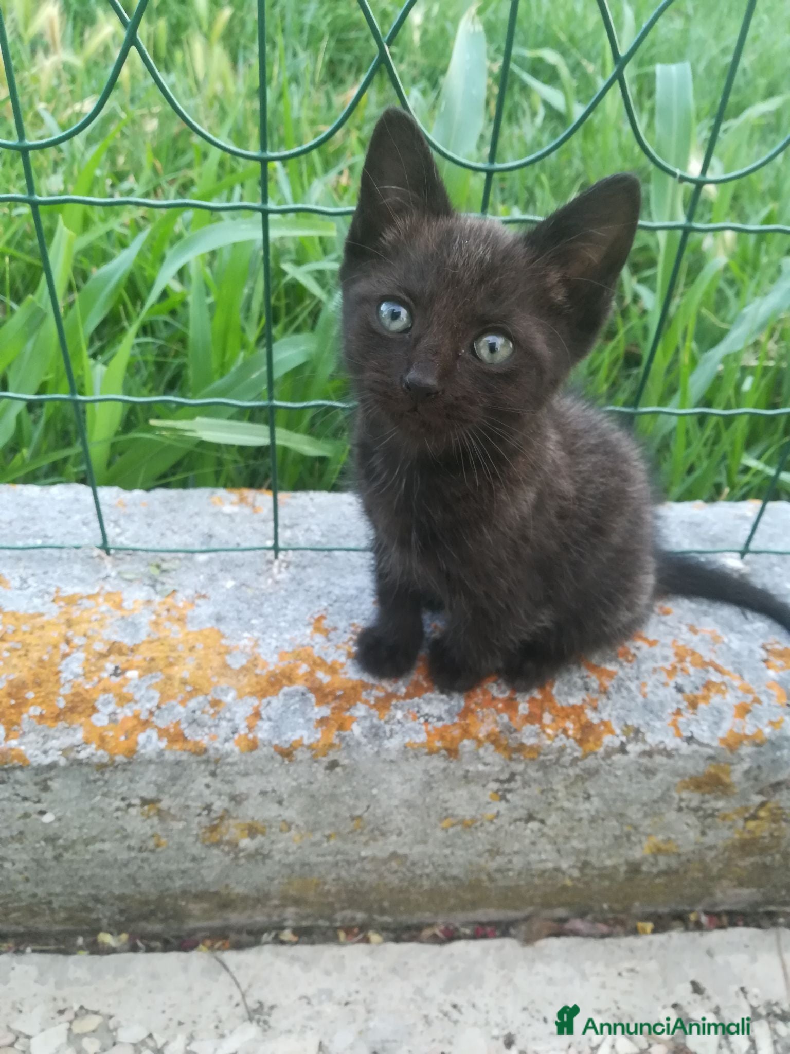 Europeo gatti GATTINI - Annuncio 1