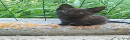 Europeo gatti in regalo: GATTINI - Annuncio 1