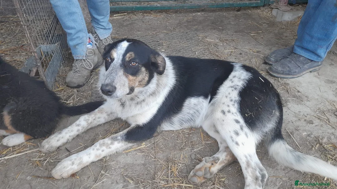 Meticcio cani in regalo: Una famiglia per Kiki - Annuncio 9
