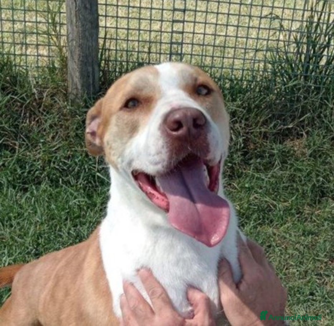 Pitbull cani in regalo: Flo meraviglioso pitbull in canile – adottami a Provincia di Latina - Annuncio 1
