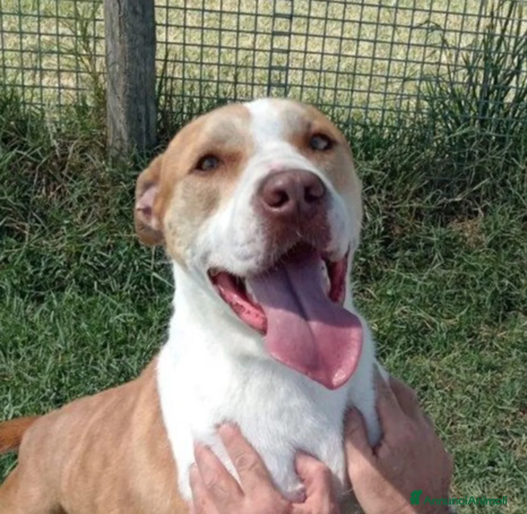 Pitbull cani in regalo: Flo meraviglioso pitbull in canile – adottami a Provincia di Latina - Annuncio 1
